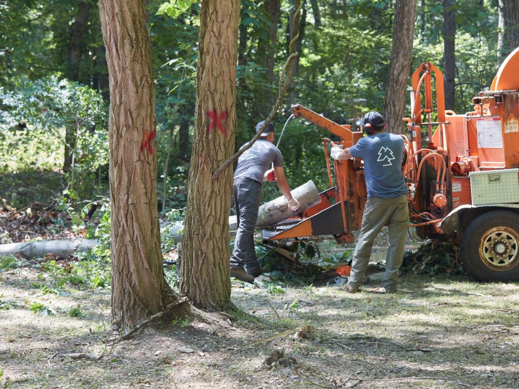 Getting Tree Cutting Services For Yard Maintenance