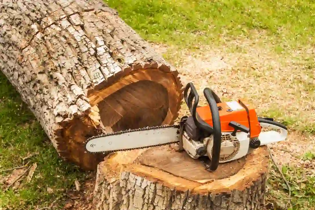The Importance of Hiring a Professional Tree Cutting Service Provider