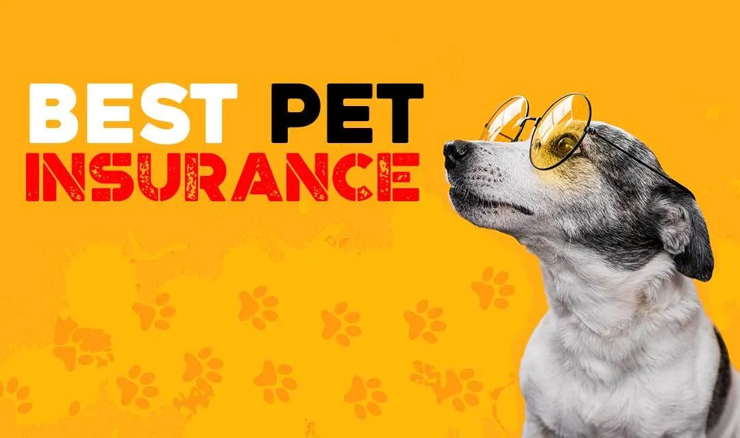 Top 10 Best Pet Insurance Plans for Dogs and Cats