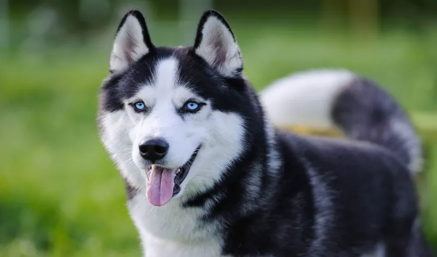 Everything You Need to Know About Husky Dog Prices in India