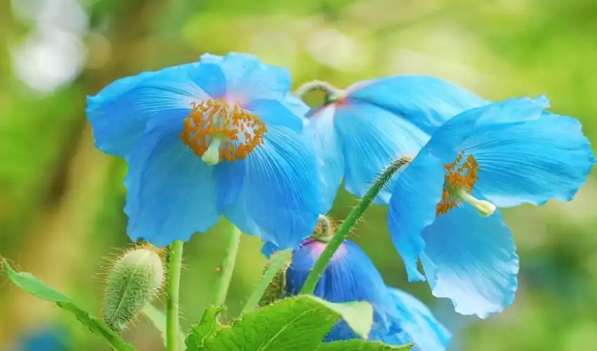 A Step by Step Guide How to Dry Poppy Flowers at Home