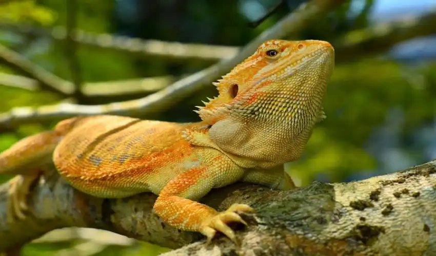 How to Identify a Red Bearded Dragon