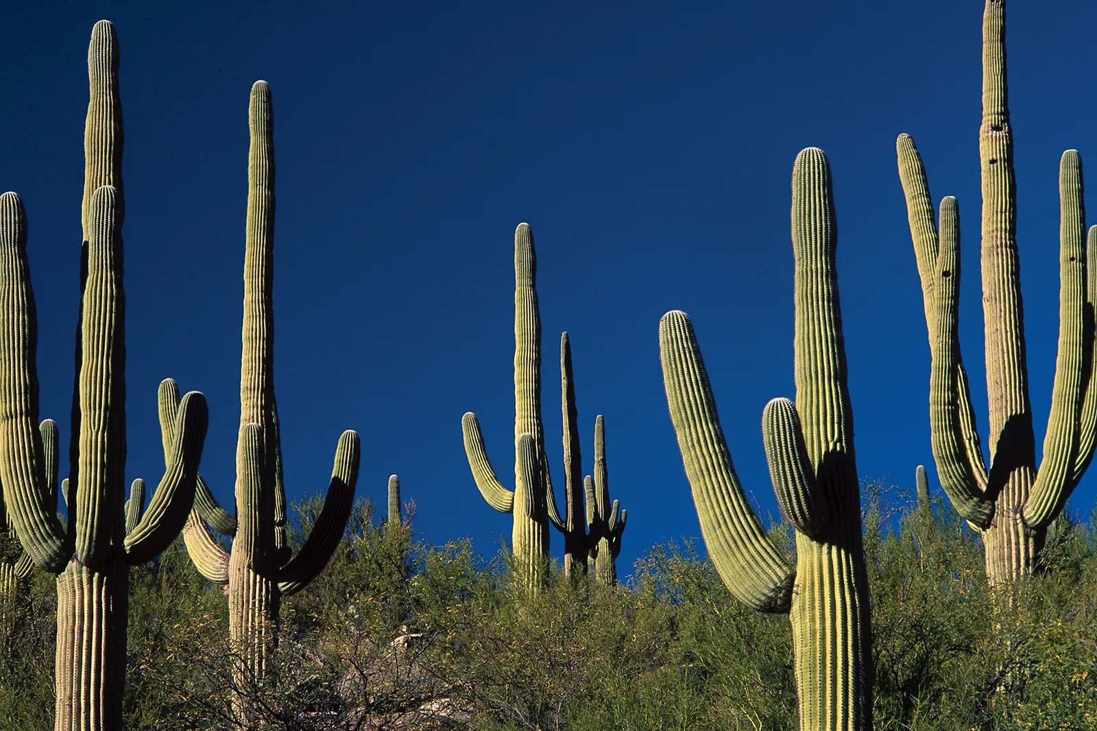 How to Choose the Right Cactus for Your Home