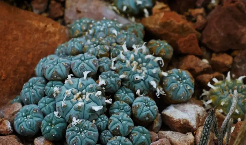 How does Peyote Cactus affect the human body