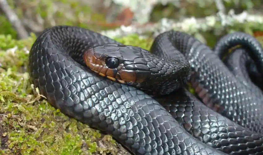 How to Care for an Indigo Snake in Captivity