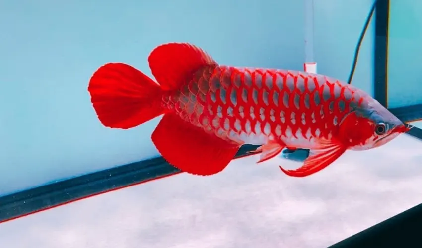 How Long Do Arowana Fish Live in Captivity