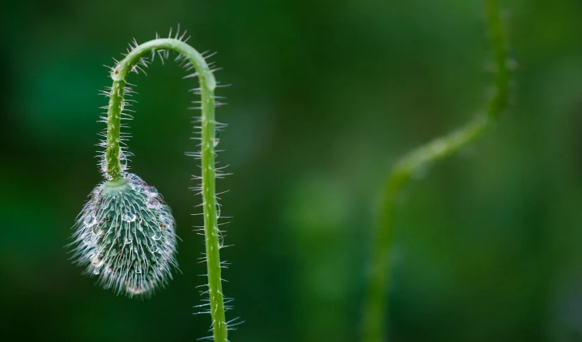 6 Tips for Growing Healthy Poppy Plants