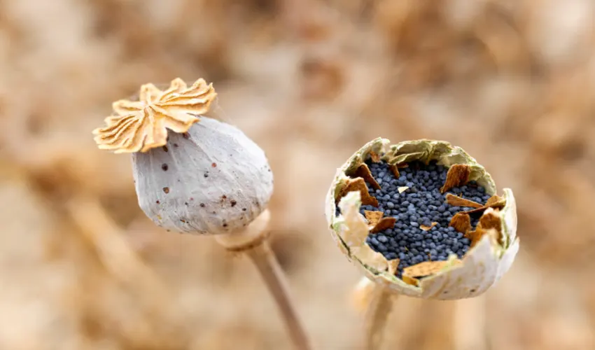 How to Harvest Poppy Pods Safely