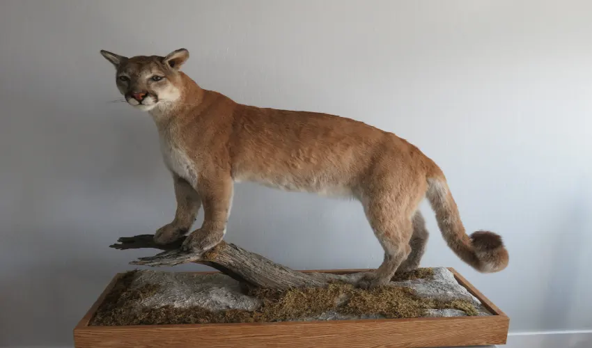 What Is Taxidermy and How Does It Work?