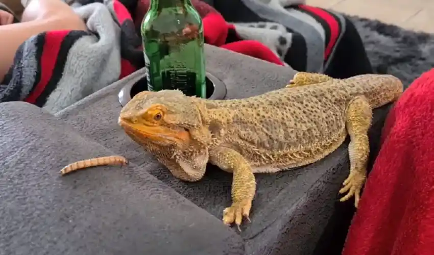 What temperature is ideal for a giant bearded dragon