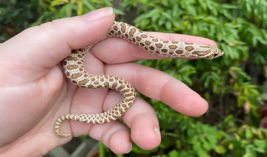 How to Handle a Hognose Snake Safely