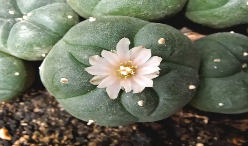 How to Identify and Grow Peyote Cactus Safely