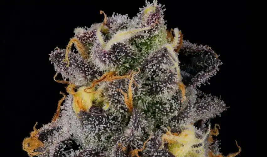 How Does Runtz Strain Compare to Other Strains