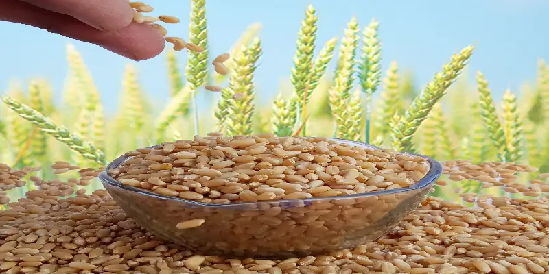 How to Store Wheat in Bulk for Long-Term Use How to Store Wheat in Bulk for Long-Term Use