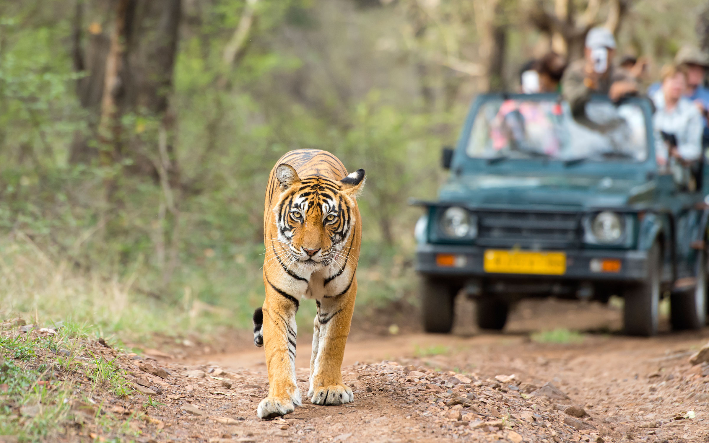 Tiger Safari in India: A Complete Guide for Travelers